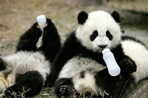 15 Images That Show You Must Visit A Baby Panda Daycare Once