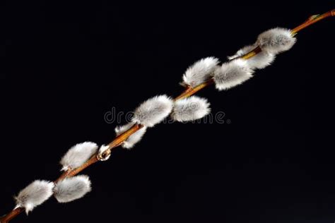 Pussy Wilgentakken Op Donkere Close Up Als Achtergrond Stock Foto Image Of Nave Katje 88482700