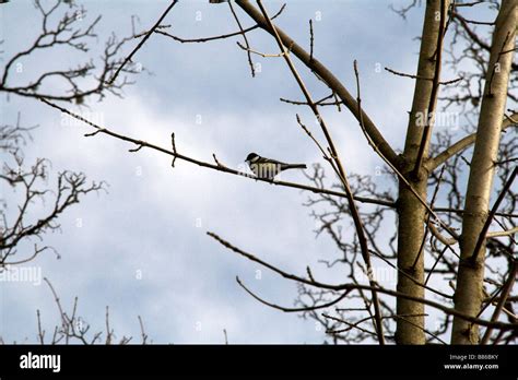Tomtit hi-res stock photography and images - Alamy