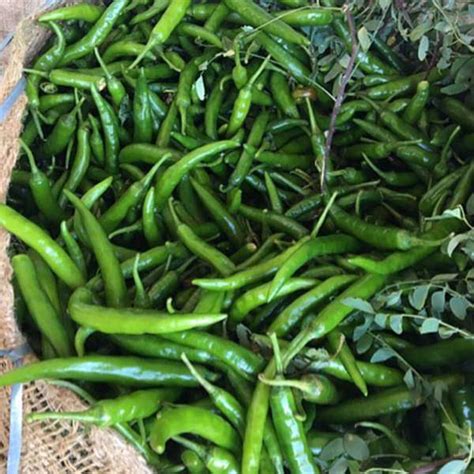 Buy Chilli G 4 Desi Vegetable Seeds Online From Nurserylive At Lowest