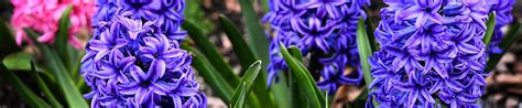 Hyacinth Seeds | Baker Creek Heirloom Seeds