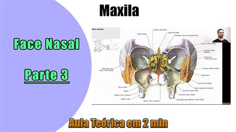 Maxila Face Nasal Aula Te Rica Anatomia Anatomia Humana Youtube