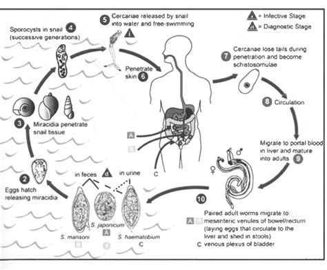 Schistosoma Haematobium Diagram