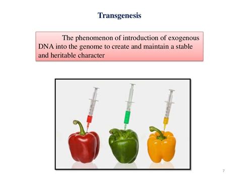 Genetic Engineering And Development Of Transgenic Plants