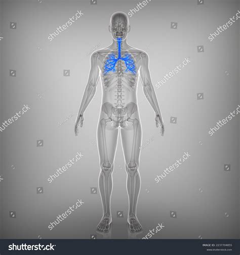 Tracheobronchial Tree