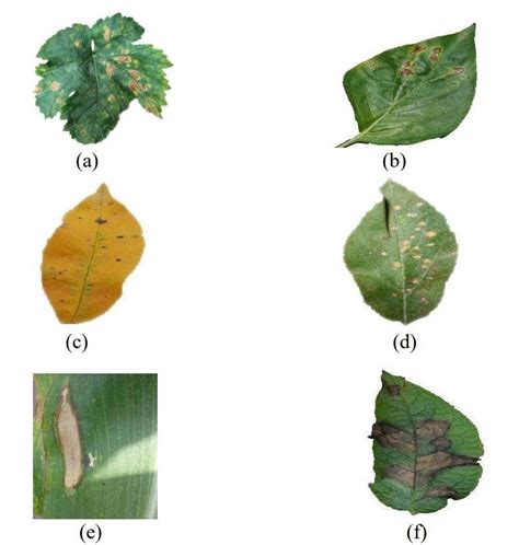 Bacterial Leaf Spot Chili