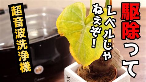 【予想外！？】害虫だらけの観葉植物を復活させようとしたら・・・【クワズイモの育て方】【観葉植物レスキュー】 Youtube