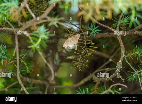 Macaria liturata Family Geometridae Genus Macaria Tawny-barred Angle moth wild nature insect ...