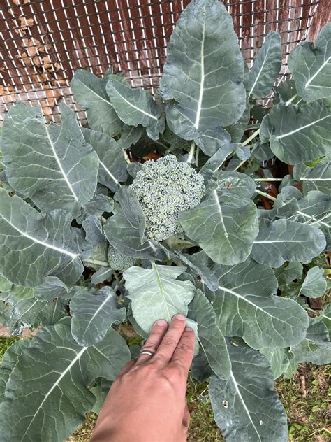 When And How To Harvest Broccoli R Gardeningire