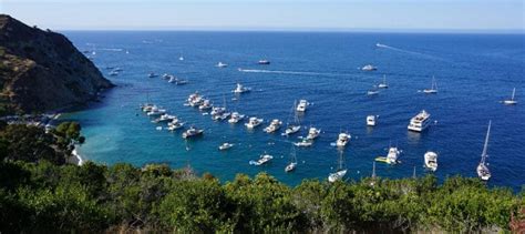 Learn about the natural history of Catalina Island - The Wildlife Society