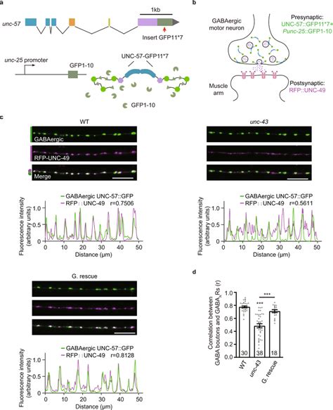 Presynaptic Unc 43camkii Is Required For The Gabaergic Synaptic