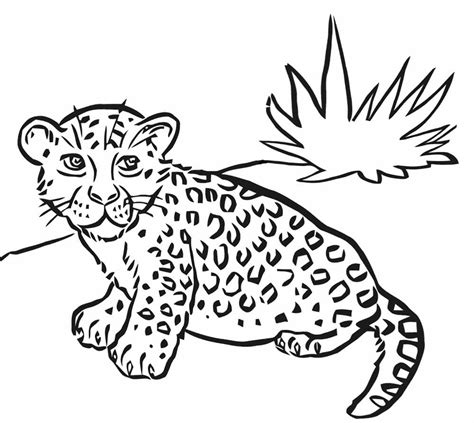 Dibujos De Leopardo Para Colorear E Imprimir Coloringonly