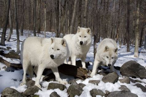 Lobo blanco qué es características hábitat comportamiento