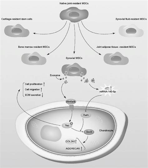 Multiple Native Joint Resident Stem Cells In The Joint Native Stem