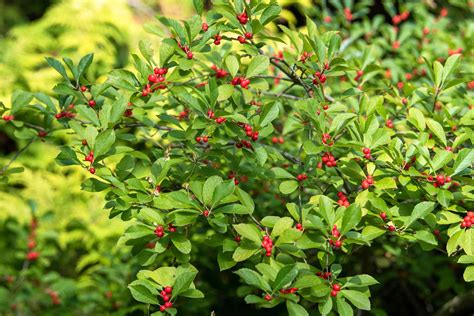 Winterberry Holly Gardening Hints and Tips