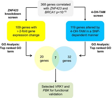 Candidate Gene Selection Strategy The Expression Of Genes Was