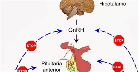 Regulaci N Hormonal Espermatog Nesis