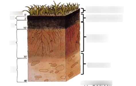 APES Unit 4 Soil Diagram Quizlet