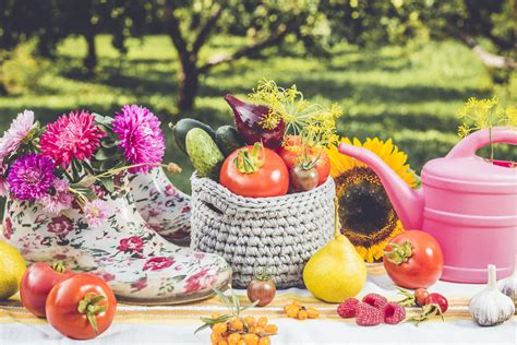 En Août au Potager Bio Ce Qu il Faut Semer et Planter