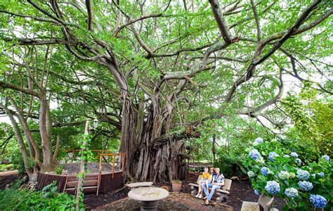 The Whispering Tree Of Albertinia Alex Aitkenhead