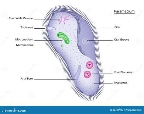 Diagram Of A Paramecium