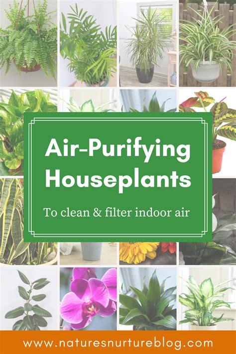 15 Awesome Air Purifying Houseplants Nature S Nurture