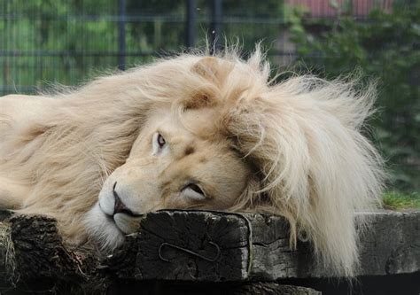 Lion Male Zoo - Free photo on Pixabay - Pixabay
