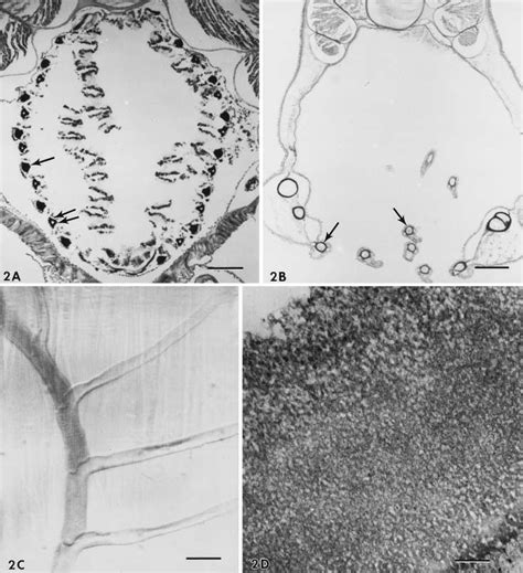 A–D Cephalochordate endoskeleton. A Transverse section through the... | Download Scientific Diagram