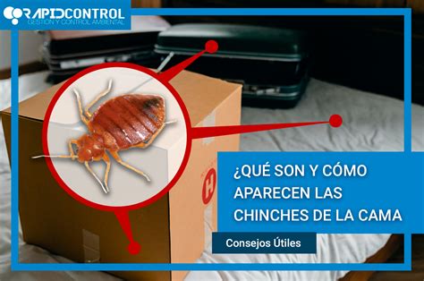 ¿qué Son Y Cómo Aparecen Las Chinches De La Cama