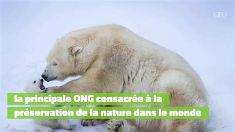 L ours polaire une espèce en danger Vidéo Dailymotion