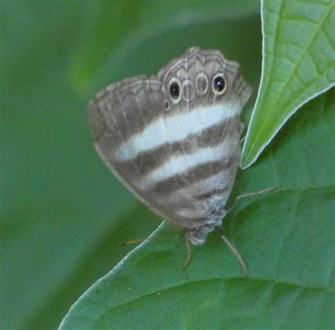 White Satyr From Zona Rural De Paudalho Pernambuco On June 23 2018