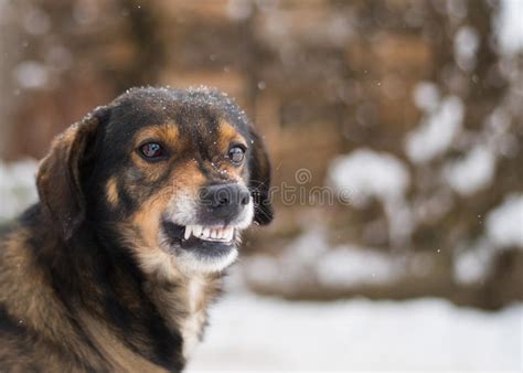 Aggressive Angry Dog Stock Image Image Of Bark Anger 83897003