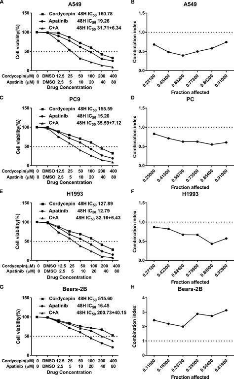 Frontiers Combination Of Cordycepin And Apatinib Synergistically