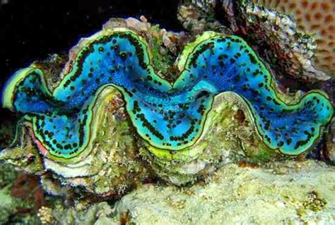 Sciency Thoughts A New Species Of Giant Clam