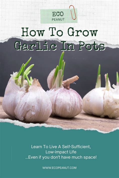 How To Grow Garlic In Pots Or Containers Artofit