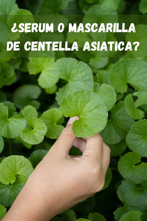 Sérum o mascarilla de centella asiatica Los 7 potentes beneficios de