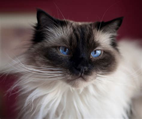 Seal Point Ragdoll Cat Guide Ragdoll Cat Advice