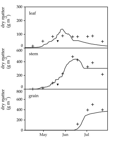 Modelled Lines And Measured Symbols Lai And Biomass Data Of Spring