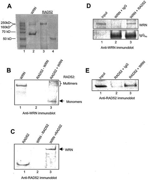 Wrn And Rad Associate In Vitro A A Coomassie Bluestained