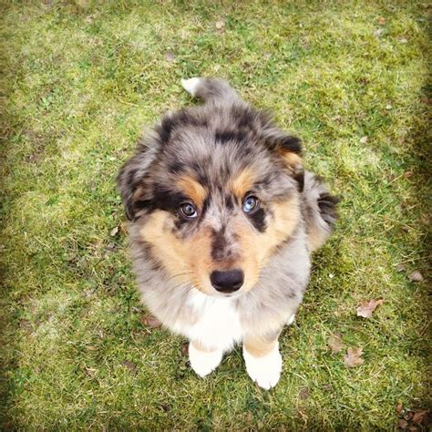 Aussie Berner Hybrid Dogs Shepherd Mix Dog Australian Shepherd
