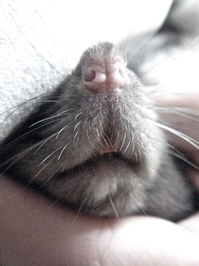 Rat Nose by Sian44 on DeviantArt