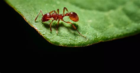 Red fire ants - the world's most invasive species - found in Europe for first time ...