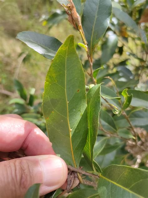 Elaeocarpus Obovatus Gdon