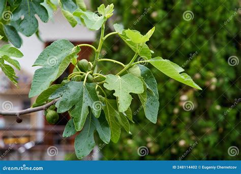 Figos Verdes Pendurados No Ramo De Uma Figueira Ficus Carica Foto De