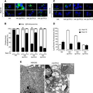 TPC2 Expression And NAADP Evoked Ca2 Signalling AC Effect Of