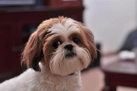 Shih Tzu Barking Tips Shih Tzu Time