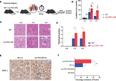 Frontiers Tsc Affects The Process Of Renal Ischemia Reperfusion