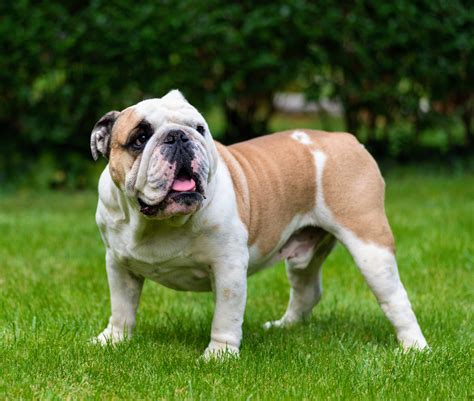 Can Inbreeding Cause Birth Defects In Dogs