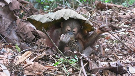 What Do Orangutans Love To Eat The Most Four Paws In South Africa