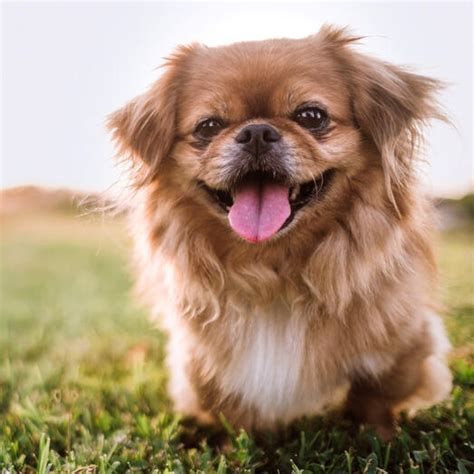 Pekingese Dog Breed Information Purina Uk